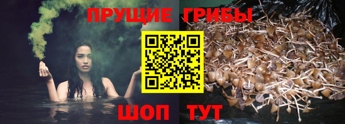 Унеча  Галлюциногенные грибы Cubensis  Вход с VPN 